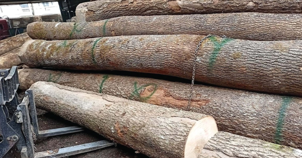 Wood industry US market strategy - Vietnam prioritising imports of American raw timber