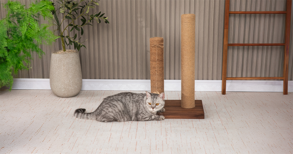Sahara Cat Scratching 2 Post